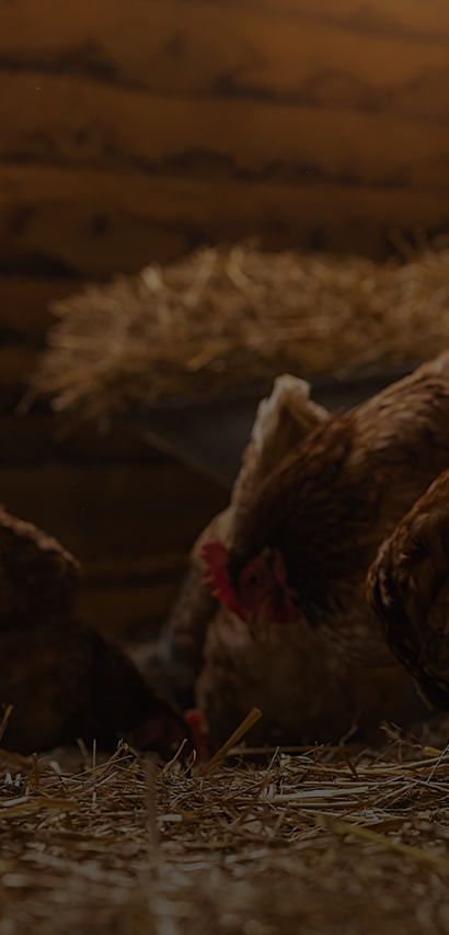 Bebas dari kandungan hewani